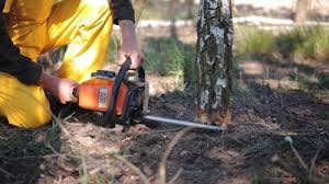 Brewton, AL Tree Services Company